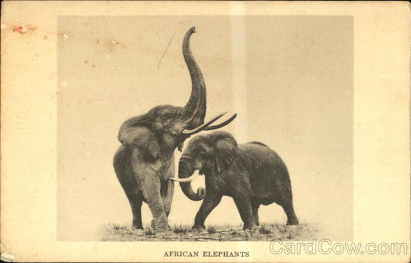 African Elephants Chicago Illinois