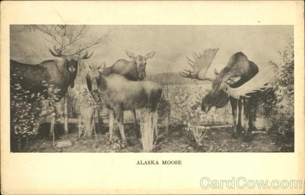 Alaska Moose Chicago Illinois