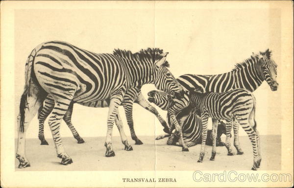 Transvaal Zebra Chicago Illinois