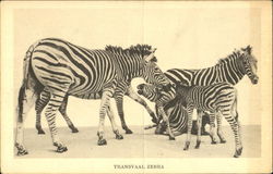 Stock #175268 Thumbnail