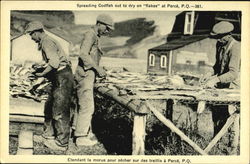 Spreading Codfish Out To Dry On Flakes Postcard