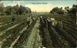 Celery Farm Postcard