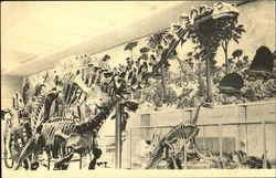 Peabody Museum Of Natural History, Yale University Postcard