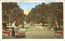 Picking Oranges St. Petersburg, FL Postcard Postcard