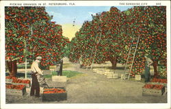 Picking Oranges Postcard