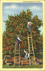 Picking Oranges In Florida Postcard