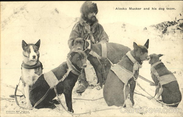Alaska Musker And His Dog Team Hegg Dogs