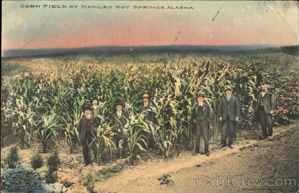 Corn Field At Manley Hot Springs Alaska