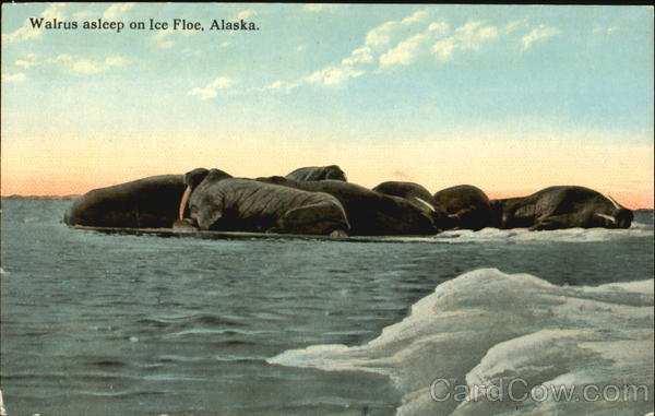 Walrus Asleep On Ice Floe Alaska