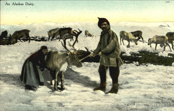 An Alaskan Dairy