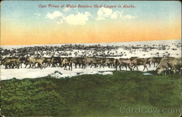 Cape Prince Of Wales Reindeer Herd Alaska W. H. Case