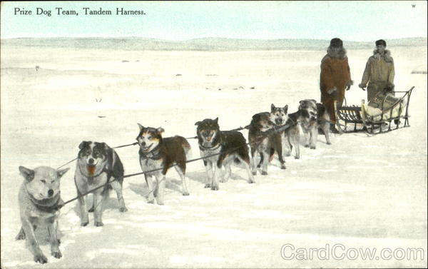Prize Dog Team Alaska Dogs
