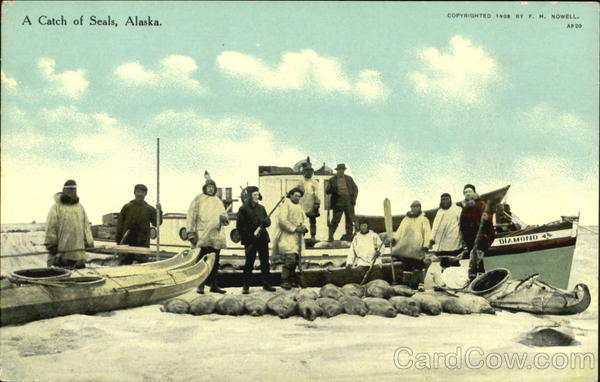 A Catch Of Seals Alaska
