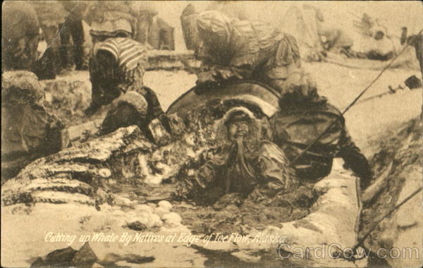 Cutting Up Whale By Natives At Edge Of Ice Flow Alaska
