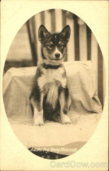 Alaska Dog Young Malamute 1909 Alaska Yukon-Pacific Exposition