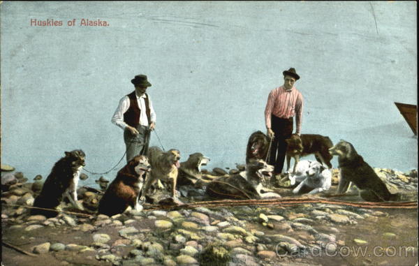 Huskies Of Alaska Dogs