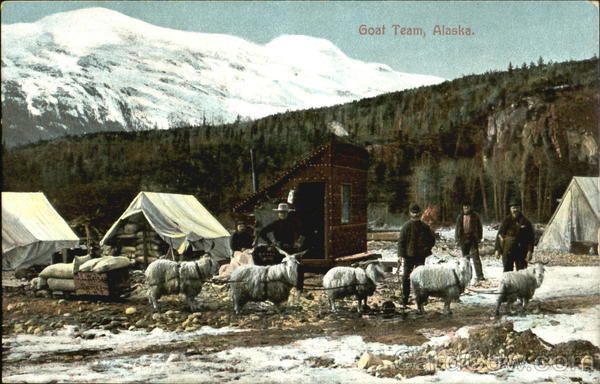 Goat Team Alaska