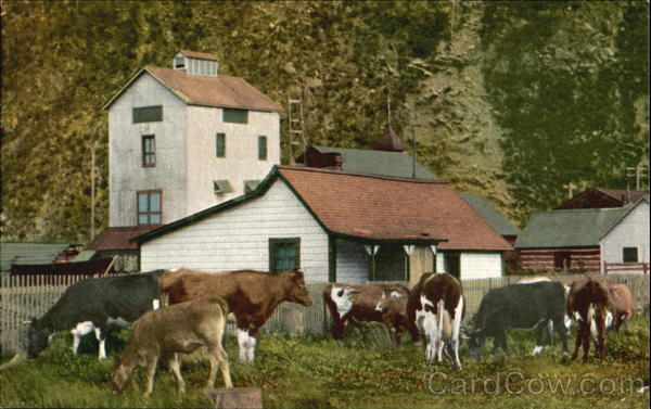 Farm Scene Cows & Cattle
