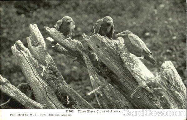 Three Black Crows Of Alaska Birds