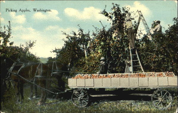 Picking Apples Scenic Washington