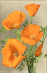 The California Poppy Postcard