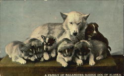 The Family Of Malamutes Postcard