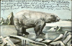 The Polar Bear Postcard