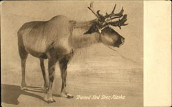 Trained Sled Deer Alaska Postcard Postcard