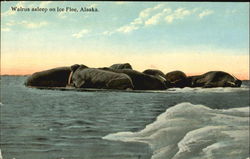 Walrus Asleep On Ice Floe Postcard