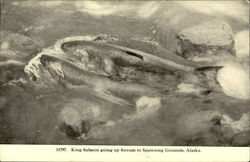 King Salmon Going Up Stream To Spawning Grounds Alaska Fish Postcard Postcard