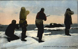 Eskimo Hunting Walrus Postcard