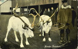Alaska Reindeer Postcard