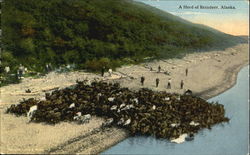 A Herd Of Reindeer Alaska Postcard Postcard
