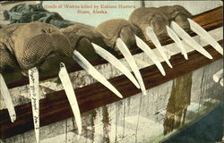 Heads Of Walrus Killed By Eskimo Hunters Nome, AK Postcard 
