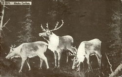 Alaska Caribou Postcard