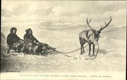 Traveling In The North With Rein Deer Nome, AK Postcard Postcard