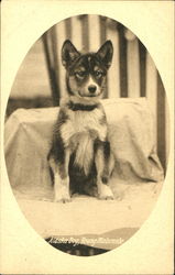 Alaska Dog Young Malamute Postcard