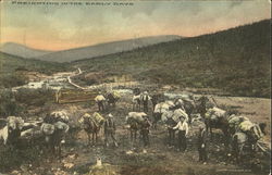 Freighting In The Early Days Postcard