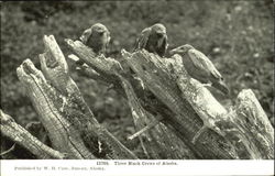 Stock #132679 Thumbnail