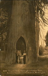 Bicycle Path Through A Cedar Tree Postcard