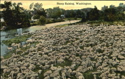 Sheep Raising Postcard