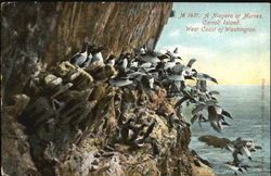 A Niagara Of Murres Washington Birds Postcard Postcard