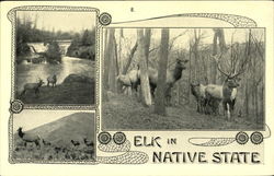 Elk In Native State Postcard