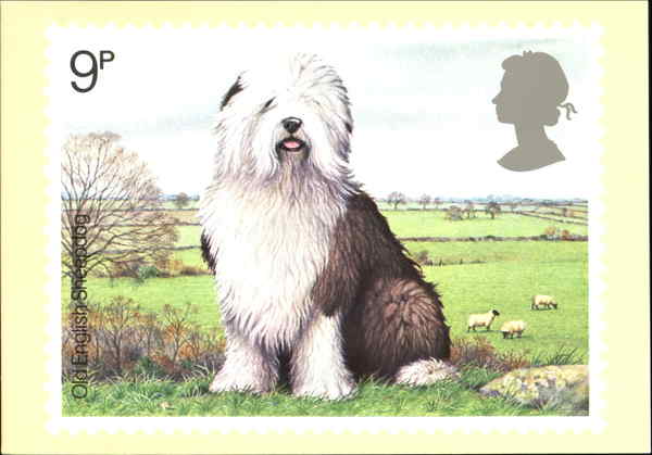 Old English Sheepdog England Dogs