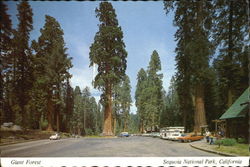 Giant Forest, Sequoia National Park Postcard