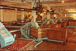 Packing Shed Scene Postcard