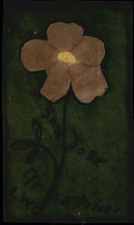 A Painted Flower from San Jose Postcard