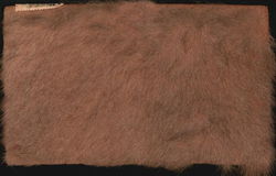 Real Fur - Kangaroo Hide Postcard