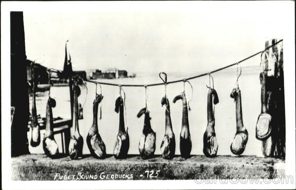 Puget Sound Geoduck Clams Washington