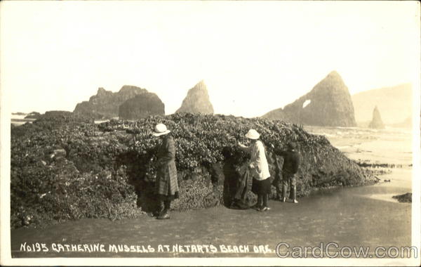 Gathering Mussels, Netarts Beach Tillamook Oregon